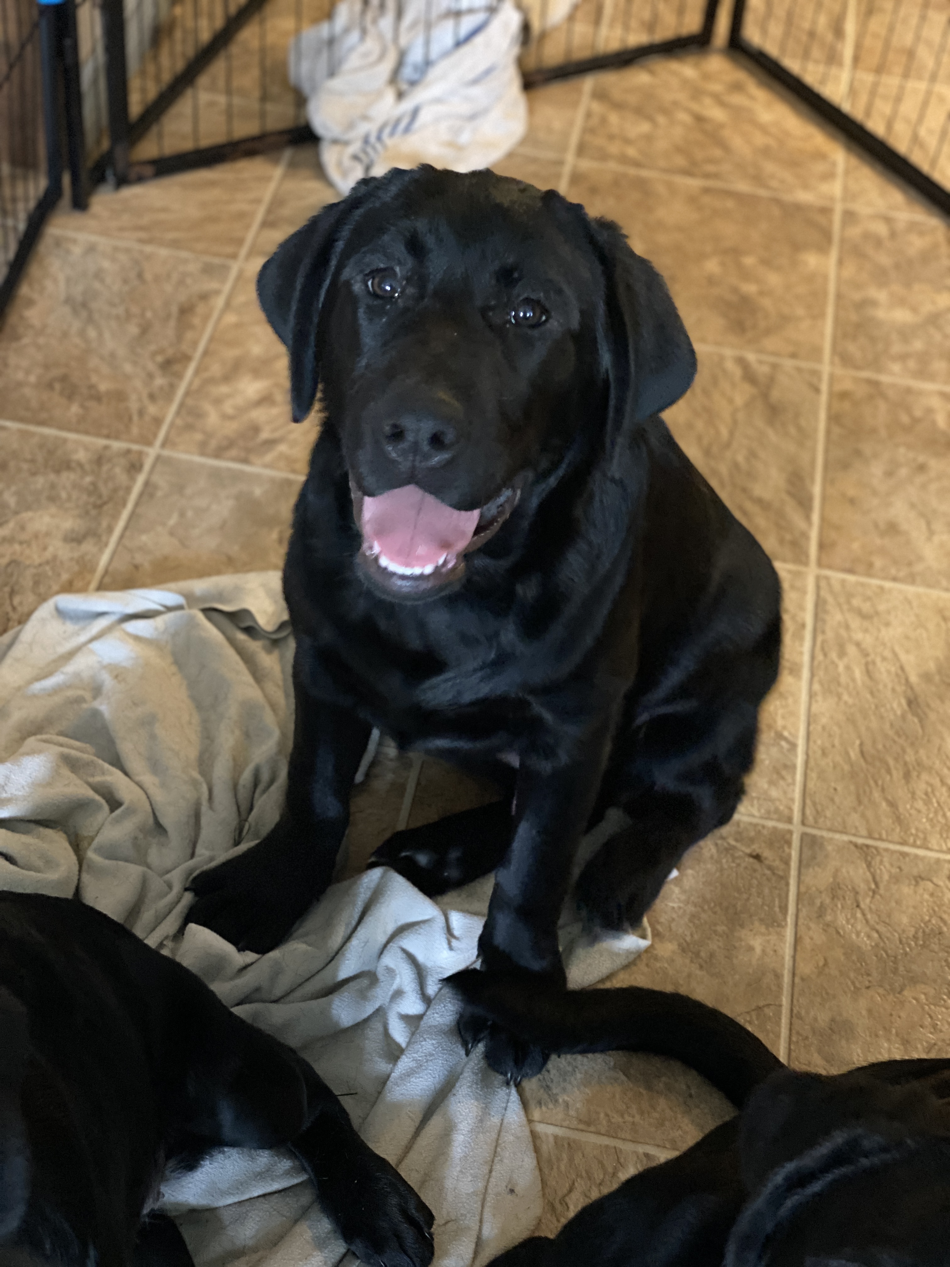 HarveyBank Labrador Retrievers