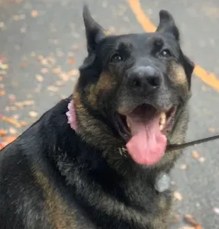 京洛奈良警察犬訓練所-Dienstbild