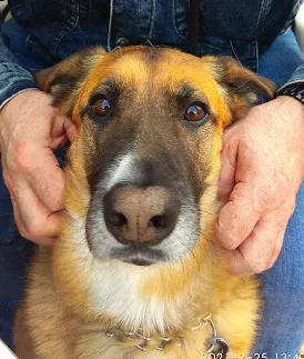 Mendebaldea Dogos