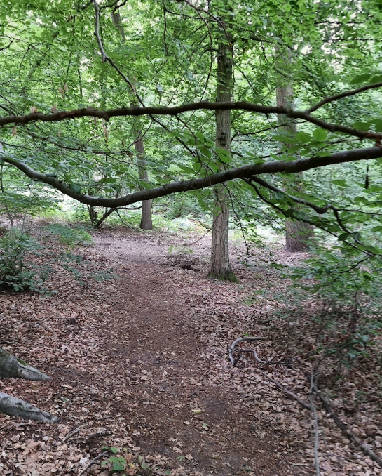 Forêt Bosquet