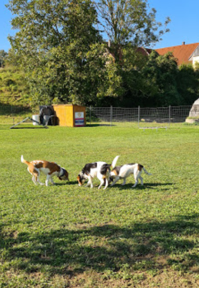 Hundefreilaufzone Kronstorf