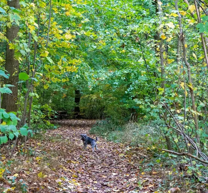 Ringstedgårdskoven Parkbild