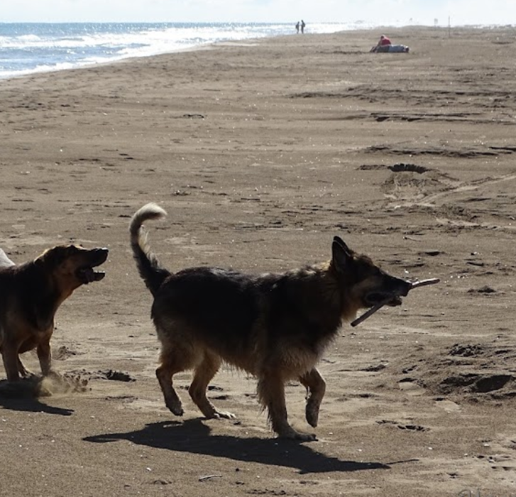 Playa del Trabucador