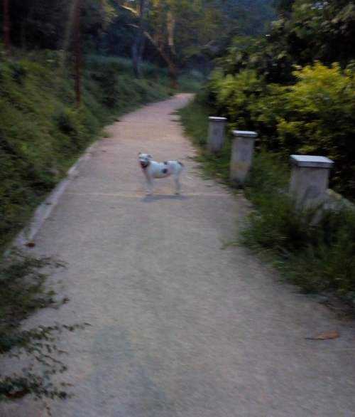 Parque Lineal Milla Verde