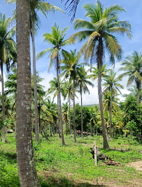 Palmera Beach Camp ( Pastora' s Angel Farm )