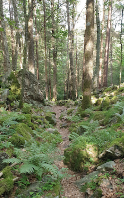 Nedre Timenes naturreservat