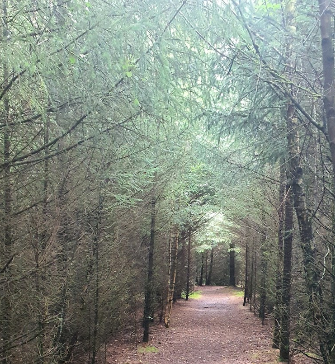 Tvis Mølle hundeskov