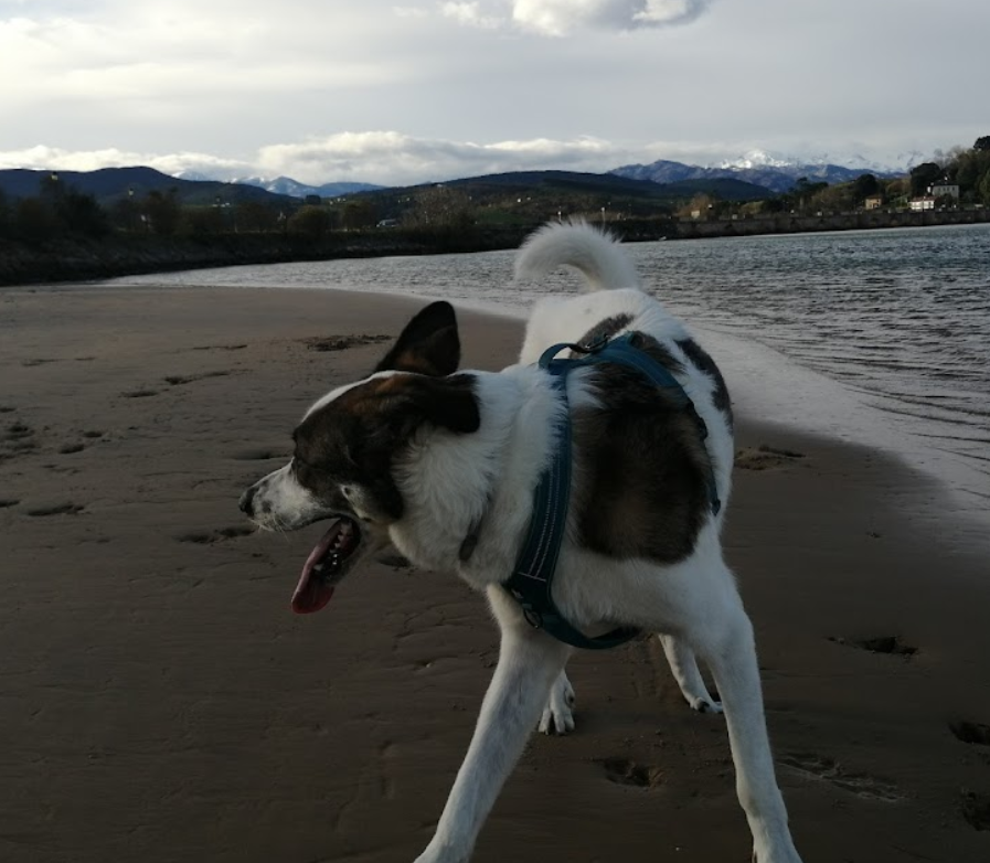 Playa Canina de La Maza