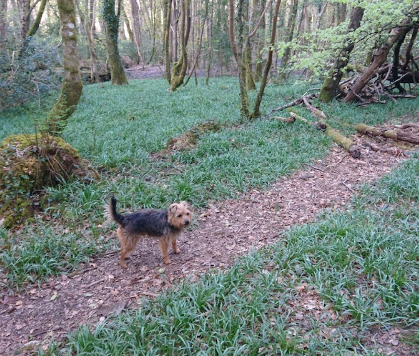 Cann Woods Local Nature Reserve