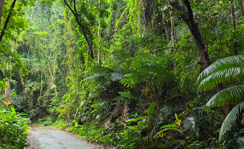Makiling Forest Reserve Laguna