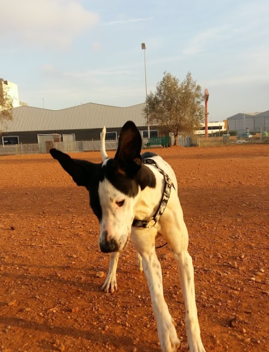 Parque canino Onda