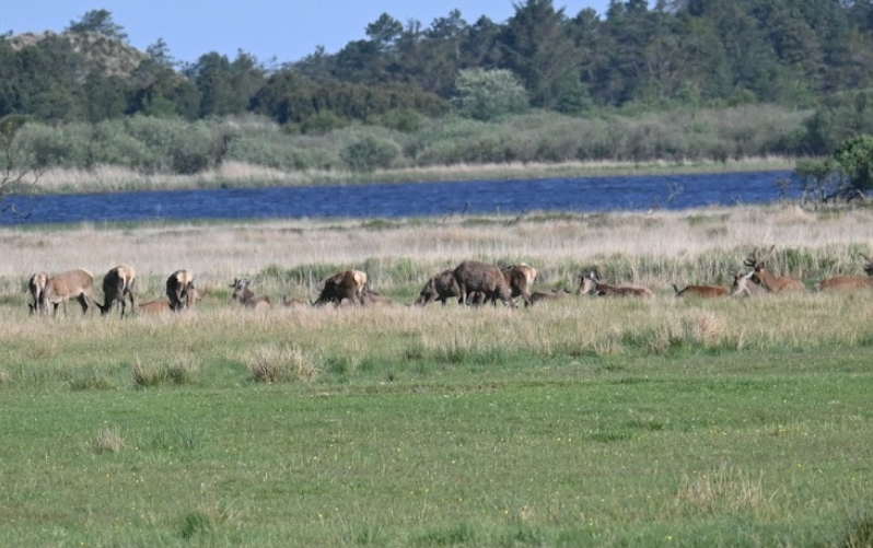 Kronhjortenes parringsplads