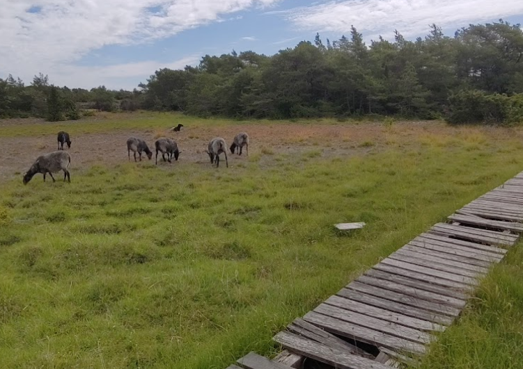 Muskmyr Naturreservat