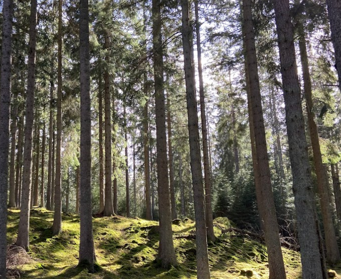 Bondbergets naturreservat