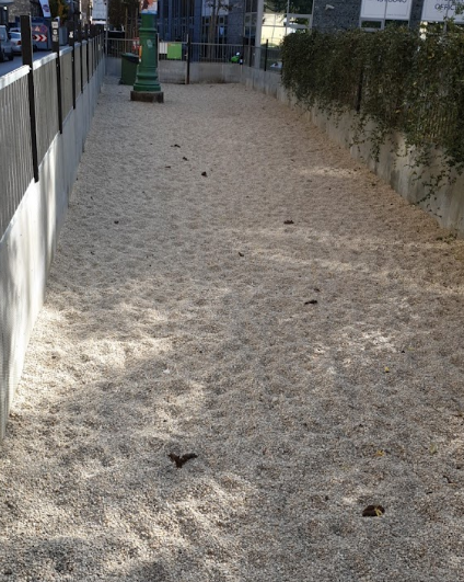 Dog Park