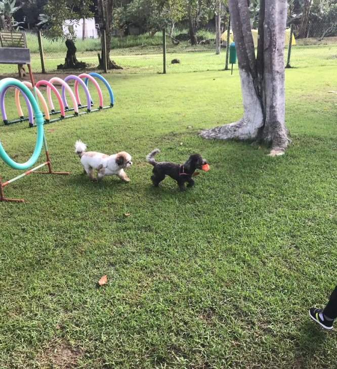 Fun Pet Park