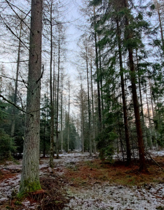 Viborg Plantage