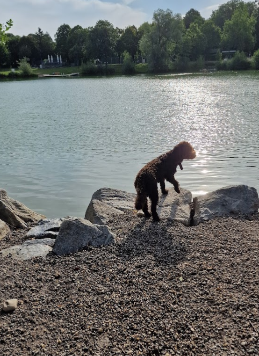 Hundestrand Ober-Grafendorf