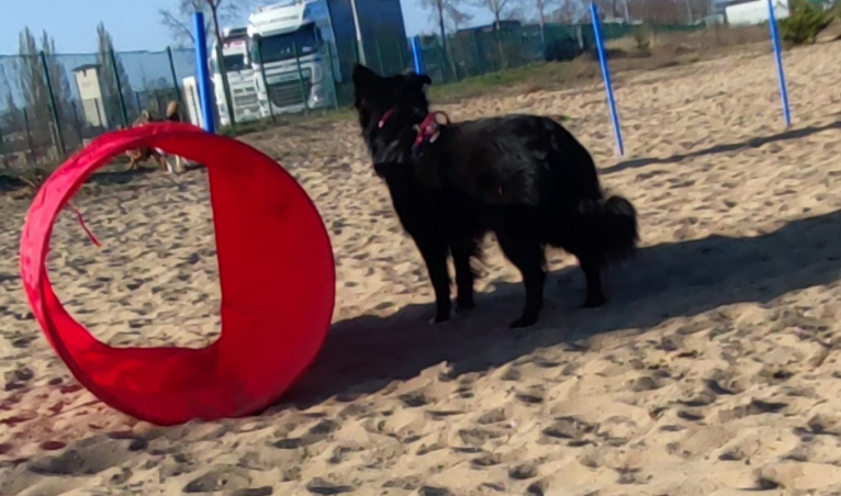 Freilauffläche für Hunde