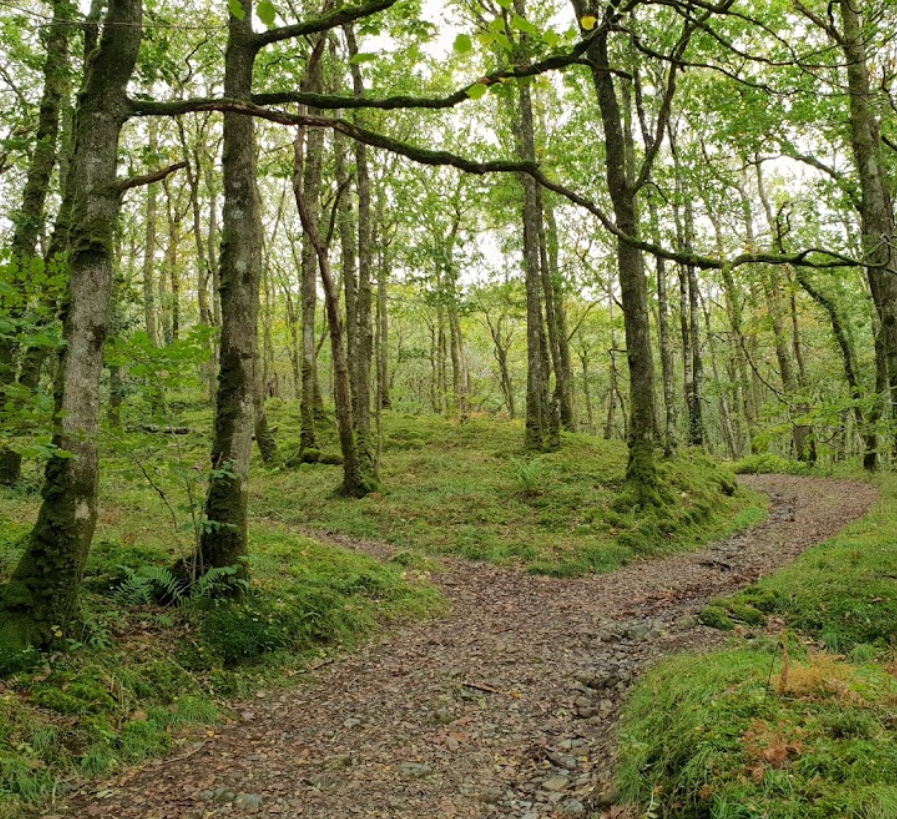 Manadon Woods