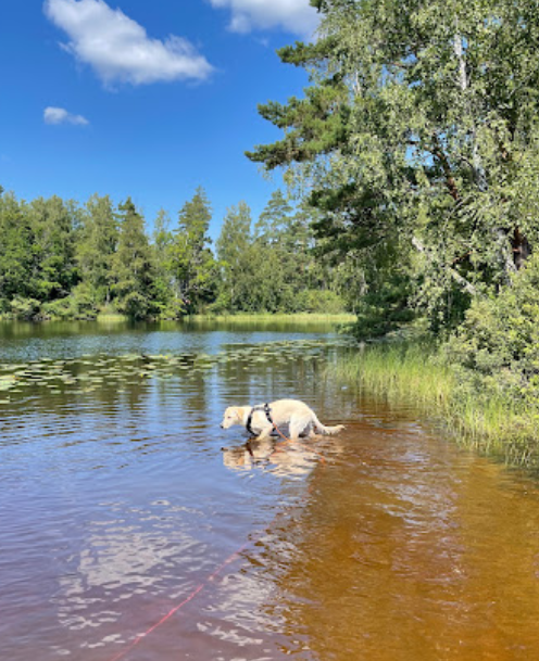 Hundbadet
