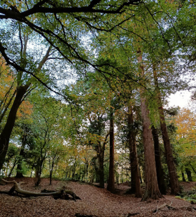 National Trust, Danes Wood