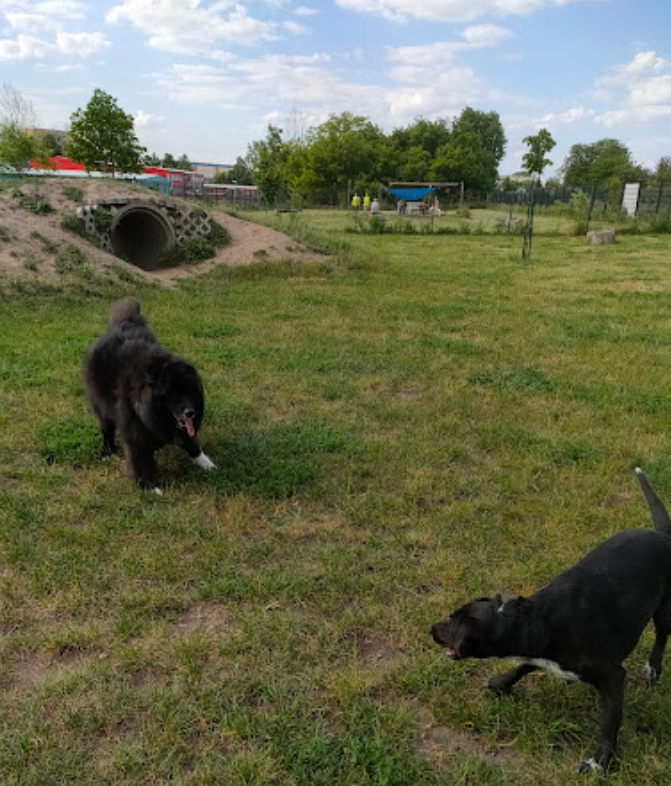 Helle Hunde e.V.