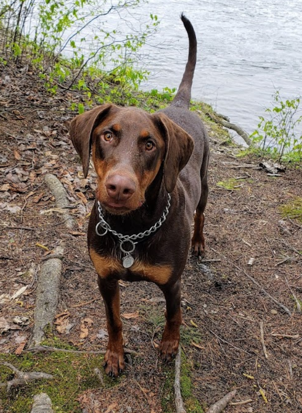 Parc du Barrage Dog Park