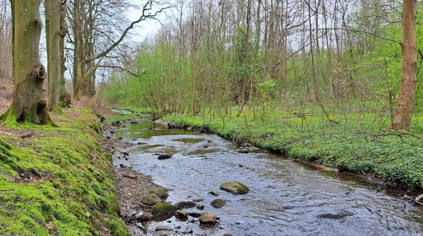 Vilhelmsborg Skov pond