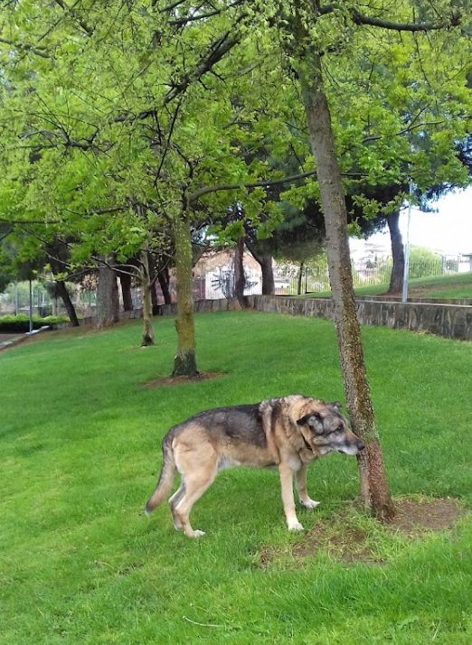 Parque canino Valhondo