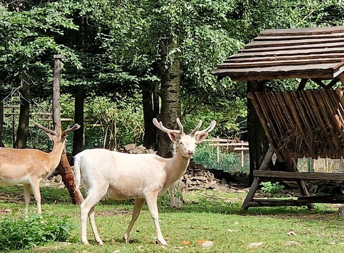 Wildgehege Moritzburg