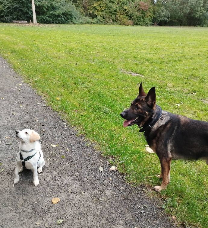 Hundewiese am Arthur-Bretschneider Park