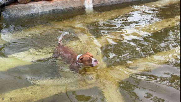 Scentral Park - Sensory Garden for Dogs