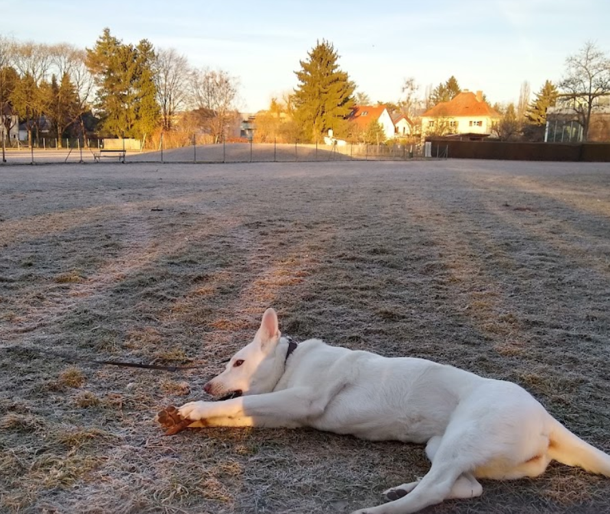 Hundewiese ORF Park