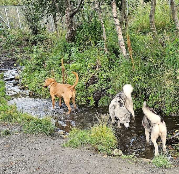 Kroken Hundepark