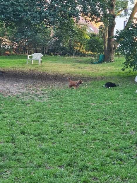 Freilauffläche für Hunde