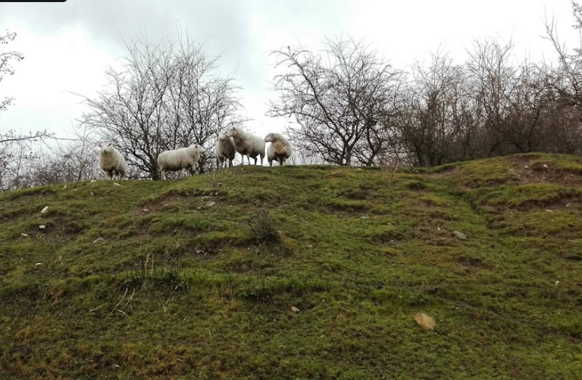 Ravnstrup Sø Fuglereservat