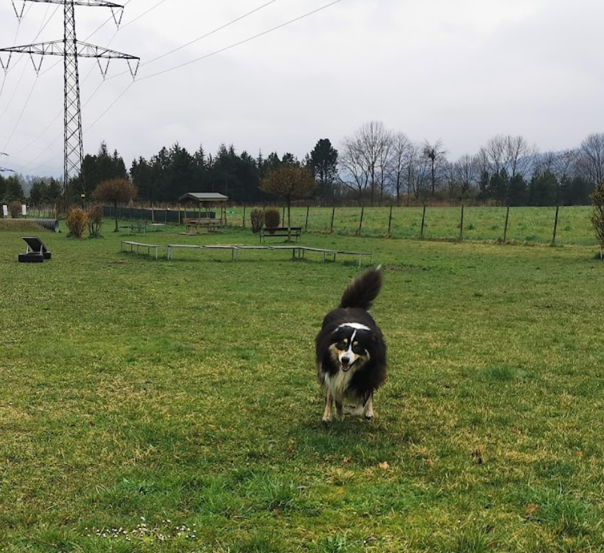Hundewiese Gratwein