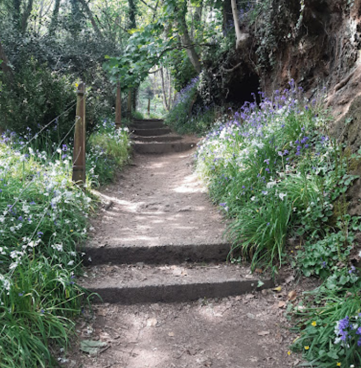 Bluebell Woods