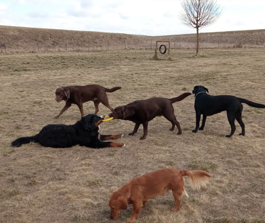 Hundewiese Wolkersdorf