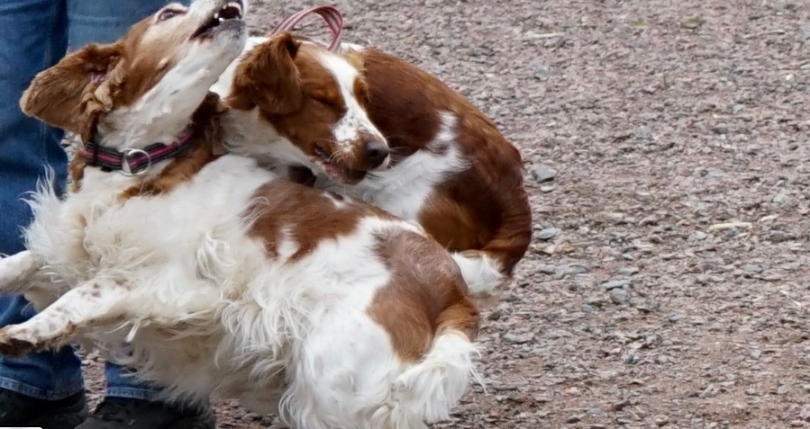 Slottsskogen Dog Park