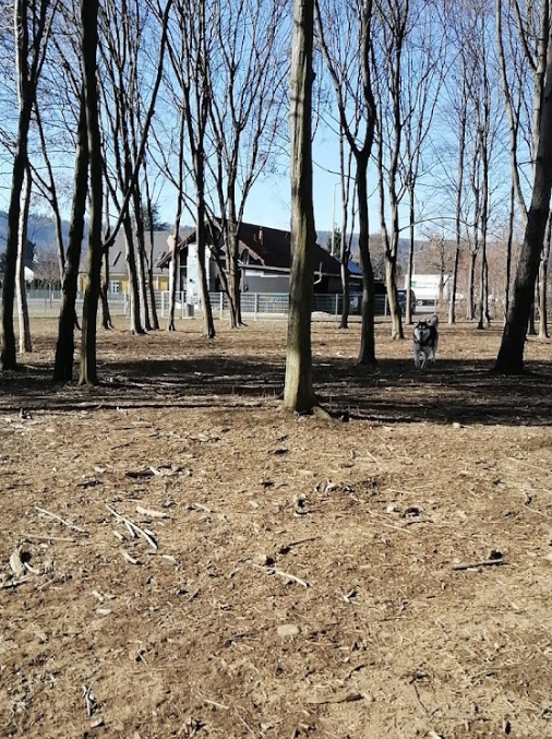 Hundewiese Josef-Krainer Park