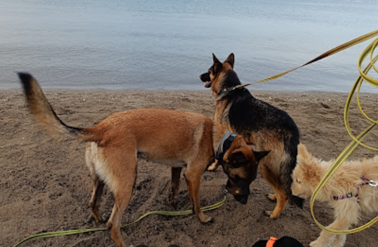 Playa de perros Lengua de la Vaca