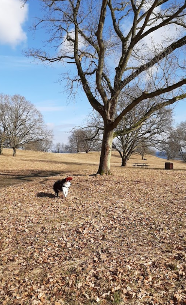 Moesgaard dog park