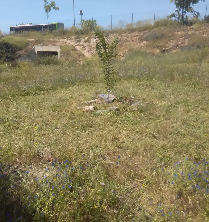 Parque de los Olmos