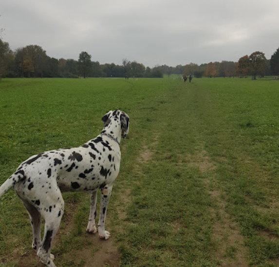 Hundeauslauffläche Niddapark