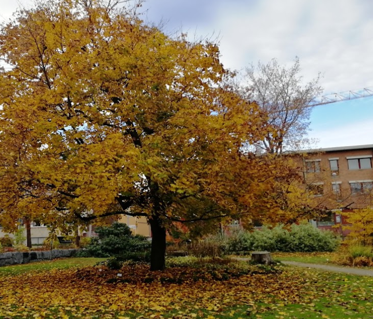 Stadsparken
