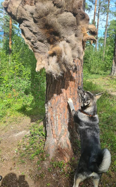 Furuhov hund & jaktpark