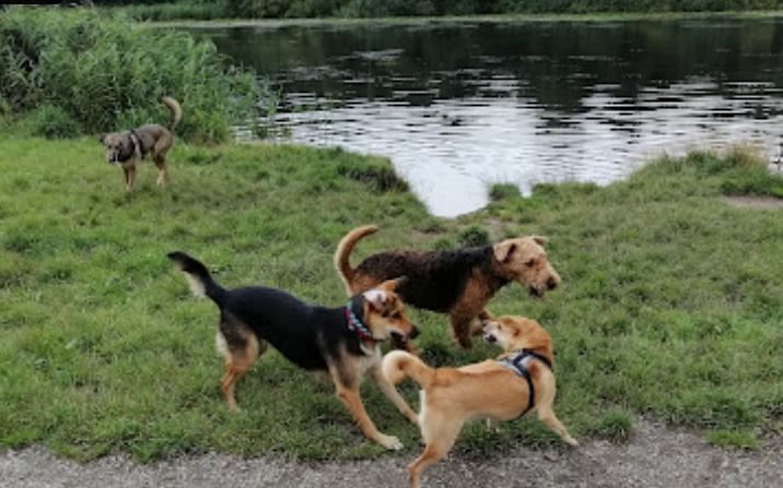 Hundewiese Neue Aue