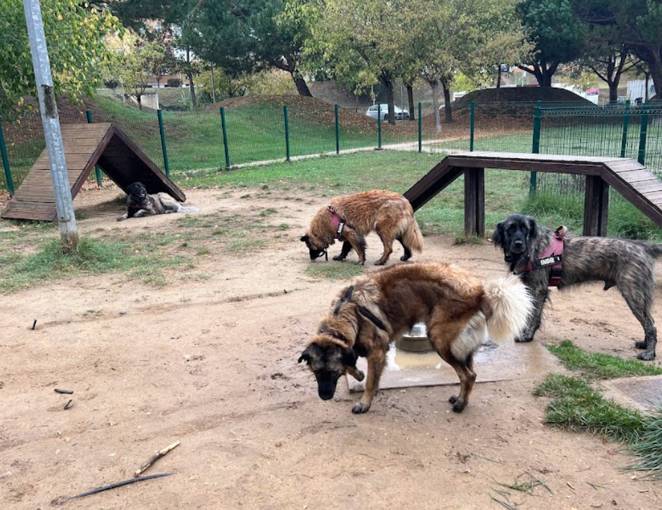 Parque Canino Radical de Leiria